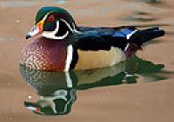 duck photo