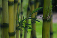 Bambus photo