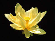 Lotus Blume photo